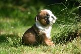BULLDOG ANGLAIS 229